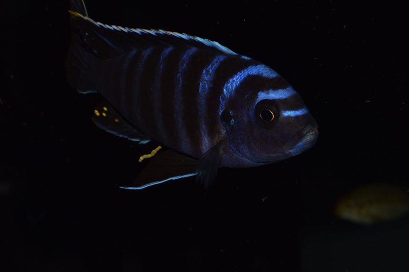 Cynotilapia zebroides 'Narungu'